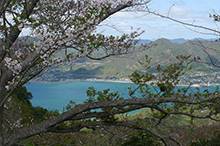 桜の向こう側に生口島が見えています